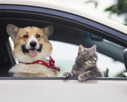 собака корги и серый кот сидят в машине