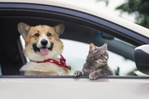собака корги и серый кот сидят в машине