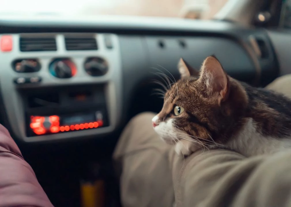 кот сидит на руках в автомобиле на переднем сидении